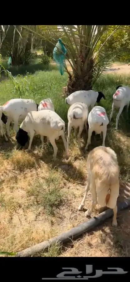 برابر ورفيدي جذع وثني 4