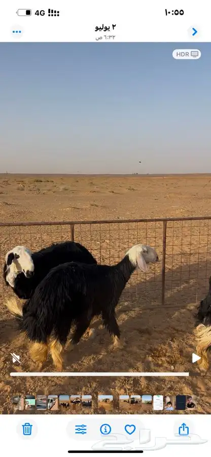 غنم نجد 2