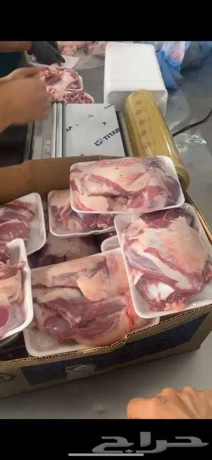 برابر ورفيدي جذع وثني 5