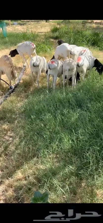 برابر ورفيدي جذع وثني 3