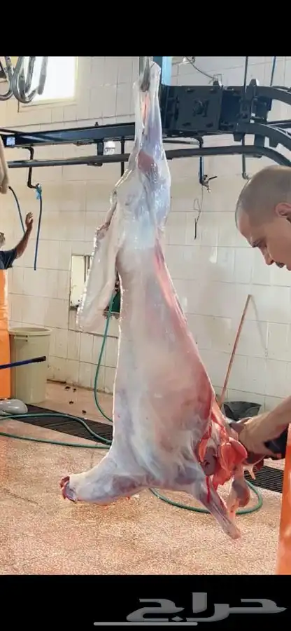 برابر ورفيدي جذع وثني 10