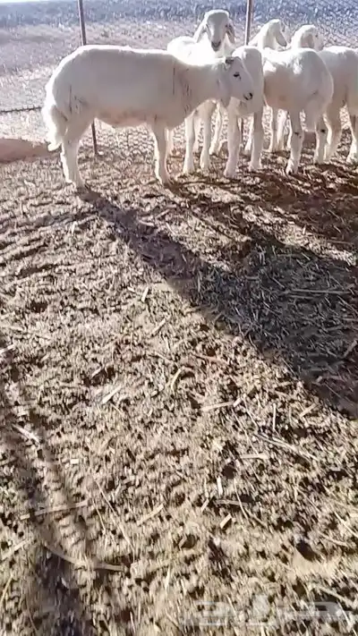 طليان للبيع 1