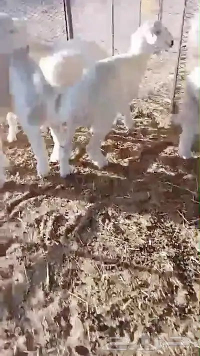 طليان للبيع 0