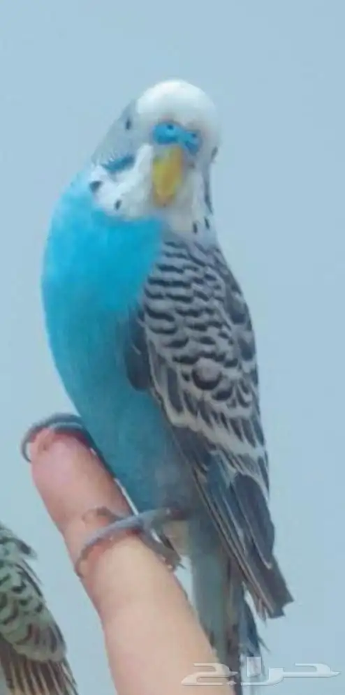 طير بادجي ذكر العمر سنه وست شهور غير اليف 0