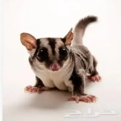 سناجب طائرة ذكر و انثى 3