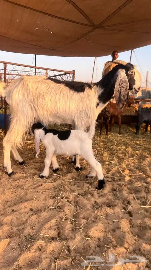 ماعز 2