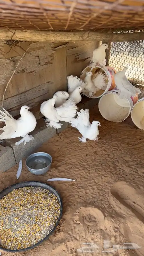 حمام رقاص 3