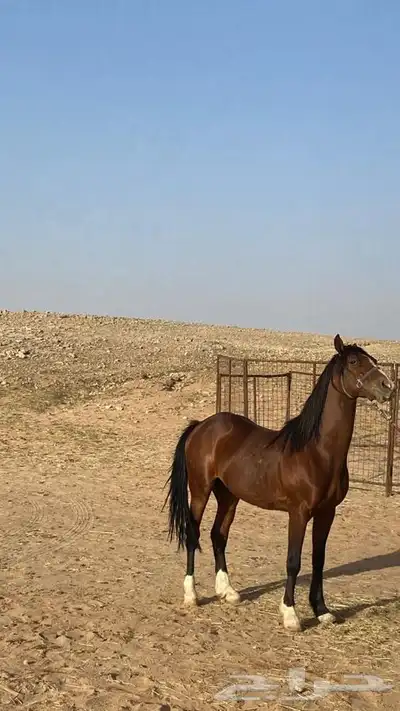 حصان شعبي للبيع او للبدل 0