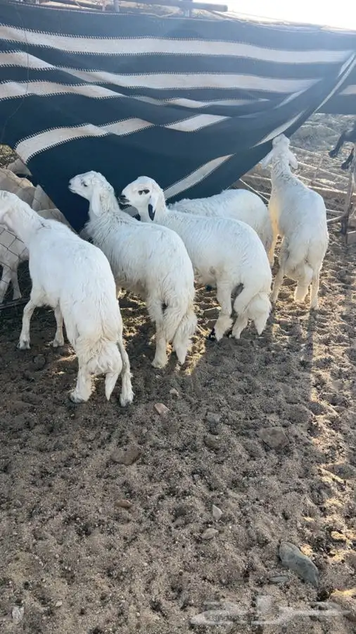 5 خرفان جبر مولده عندي مشروطه 2