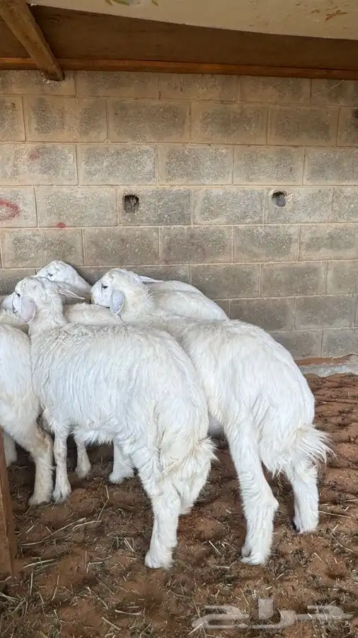 ابو عبدالله للذبايح 3