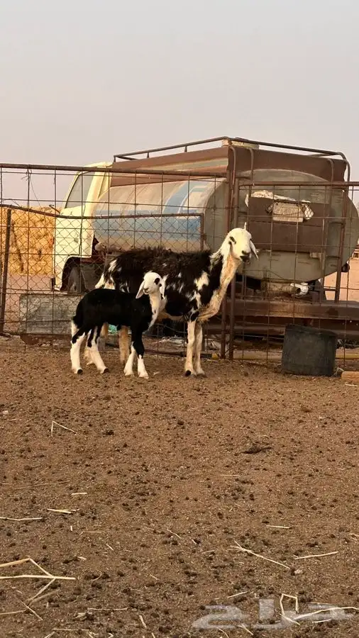 نجدية والد 1