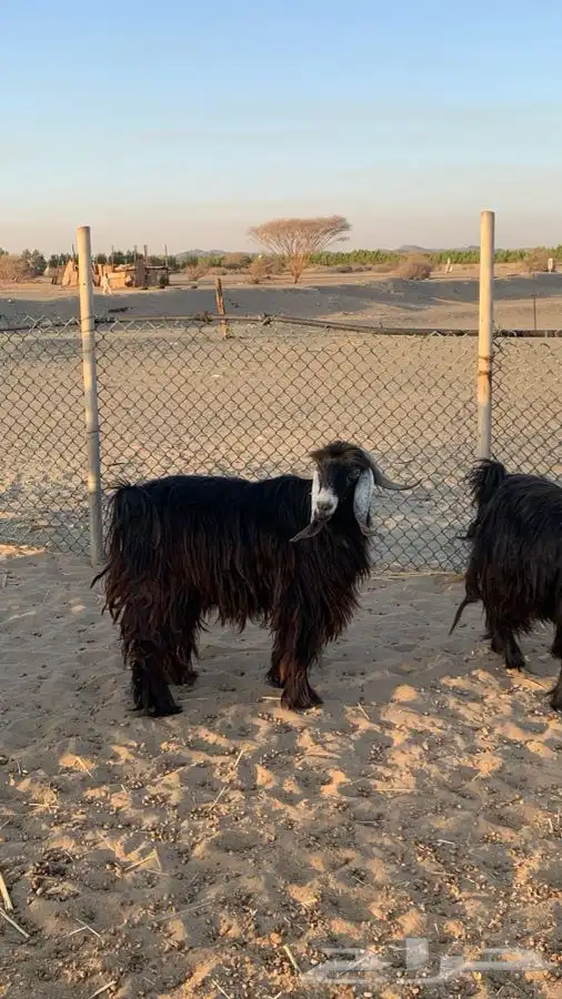 تيس عارضي 0