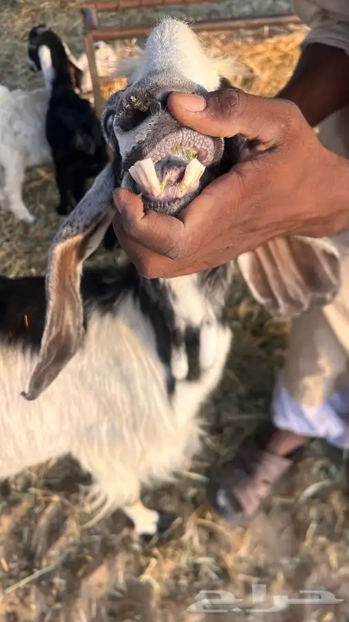 ماعز 1