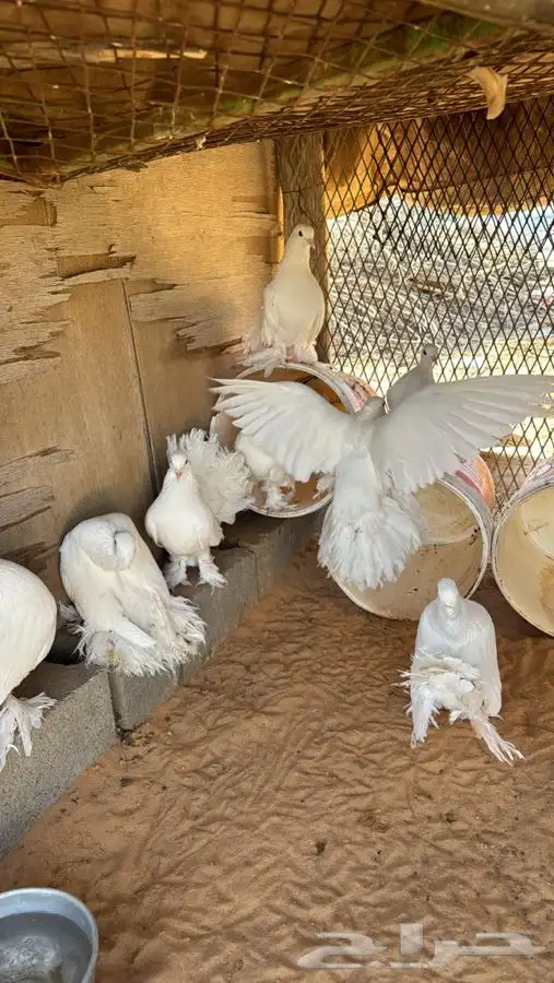 حمام رقاص 0