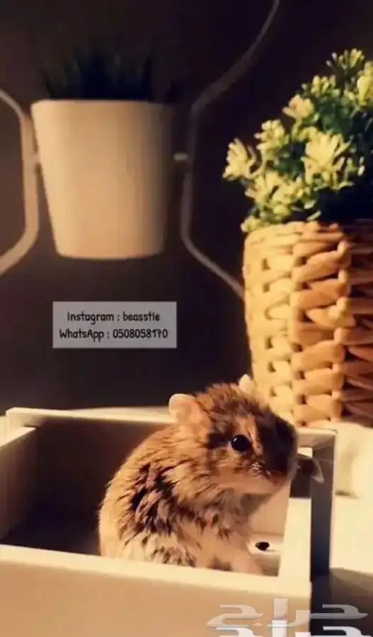 هامستر 3