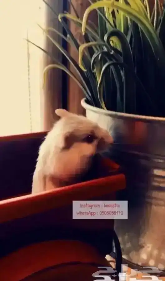 هامستر 1