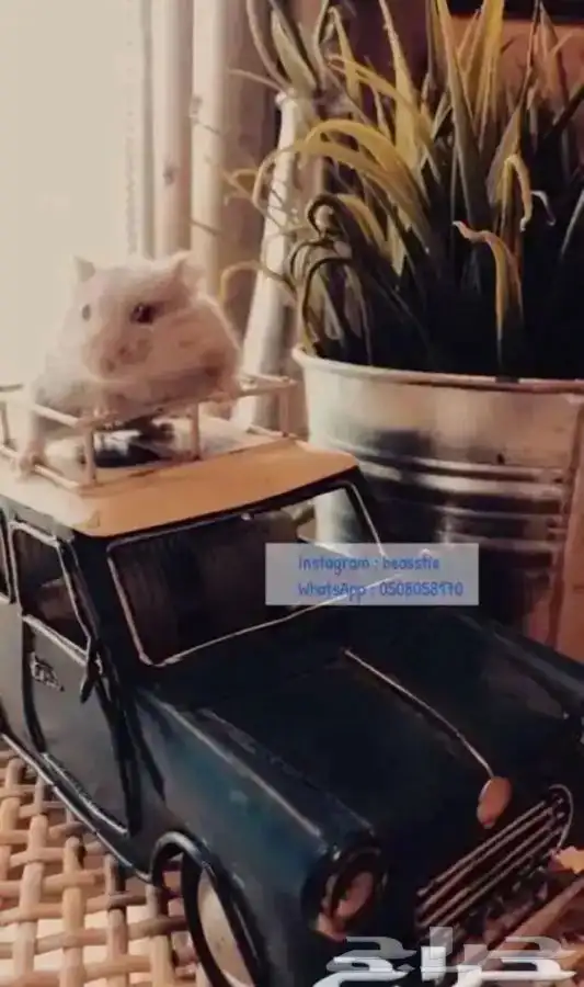 هامستر 2
