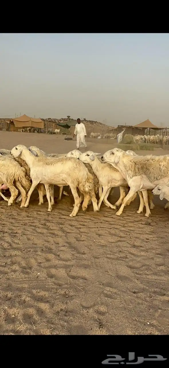 غنم حرية رخال متابيع صنف مايتكرر 20 4