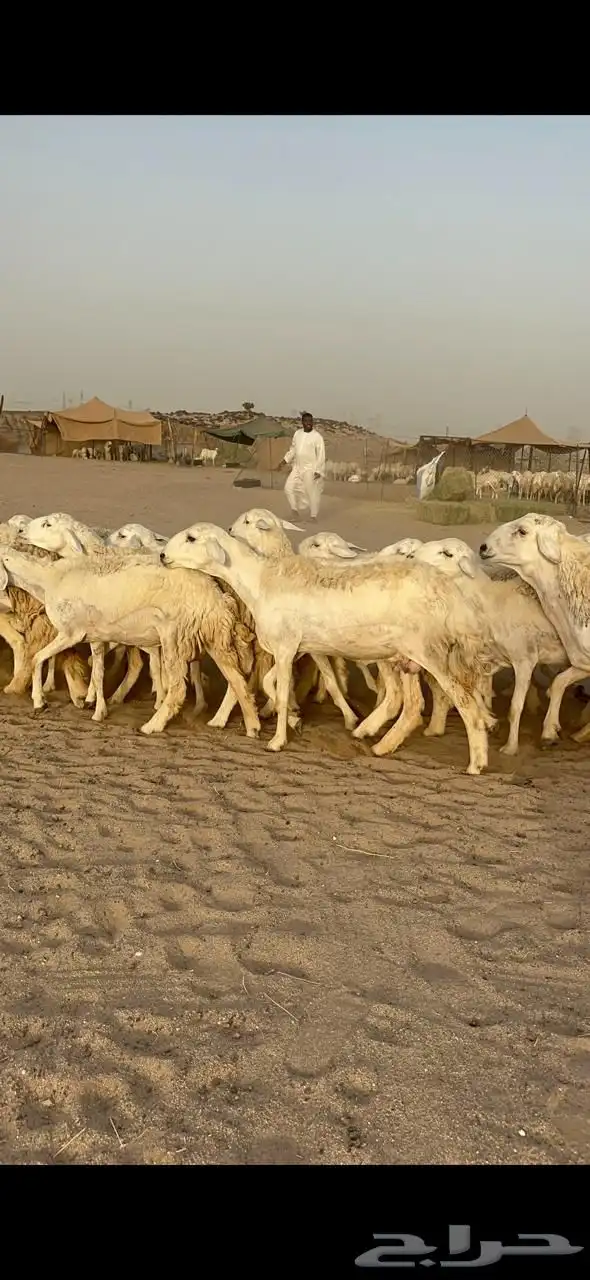 غنم حرية رخال متابيع صنف مايتكرر 20 3