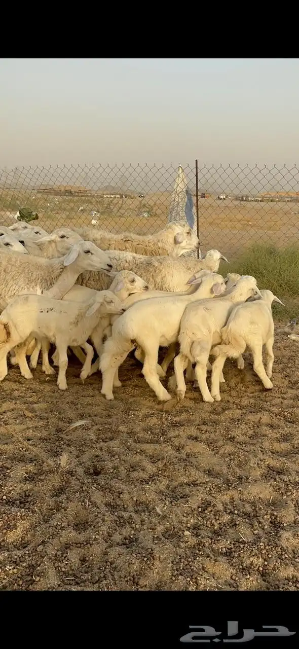 غنم حرية رخال متابيع صنف مايتكرر 20 0