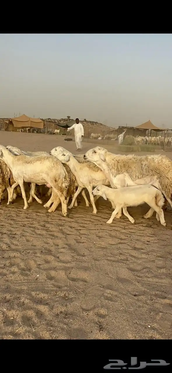 غنم حرية رخال متابيع صنف مايتكرر 20 5