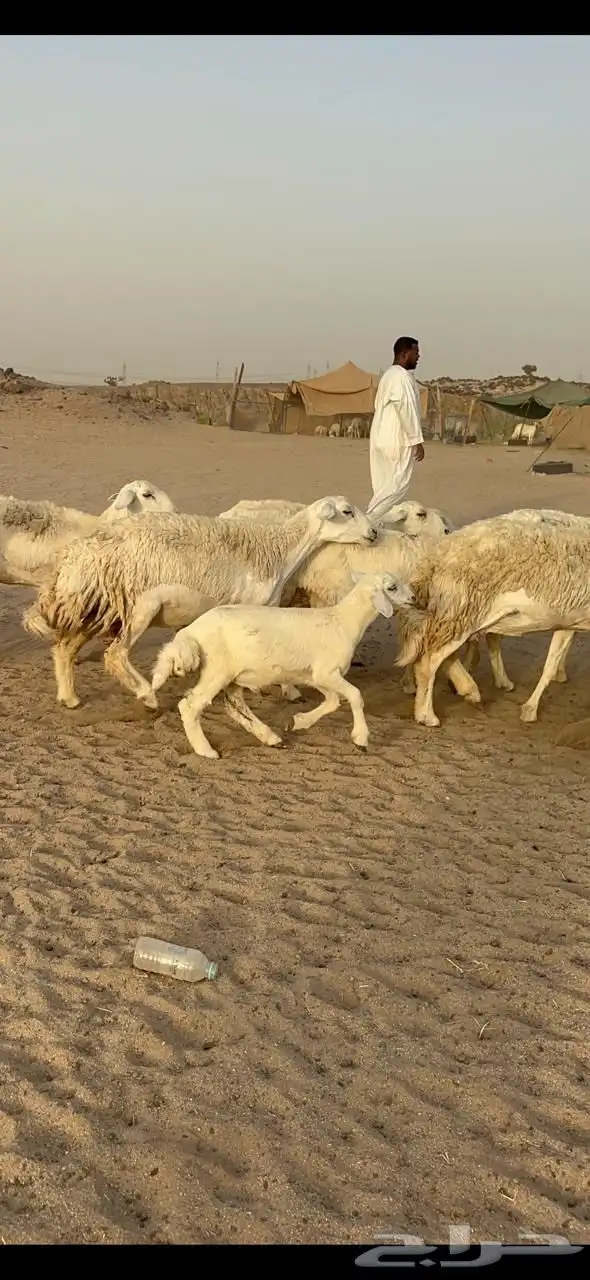 غنم حرية رخال متابيع صنف مايتكرر 20 2