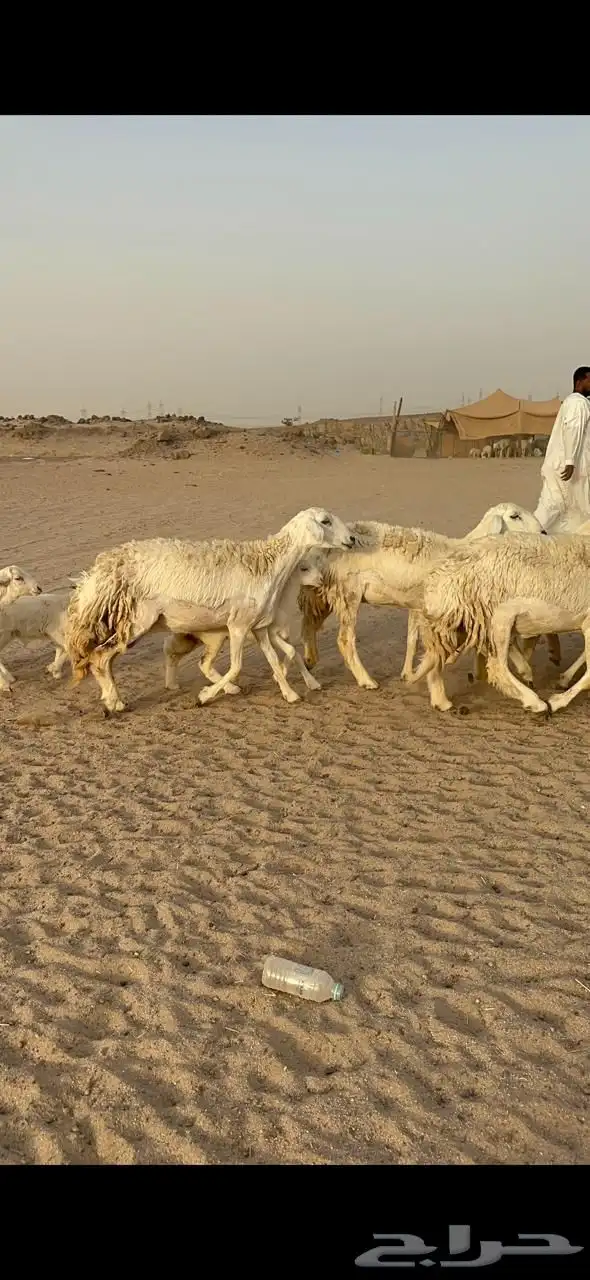 غنم حرية رخال متابيع صنف مايتكرر 20 1