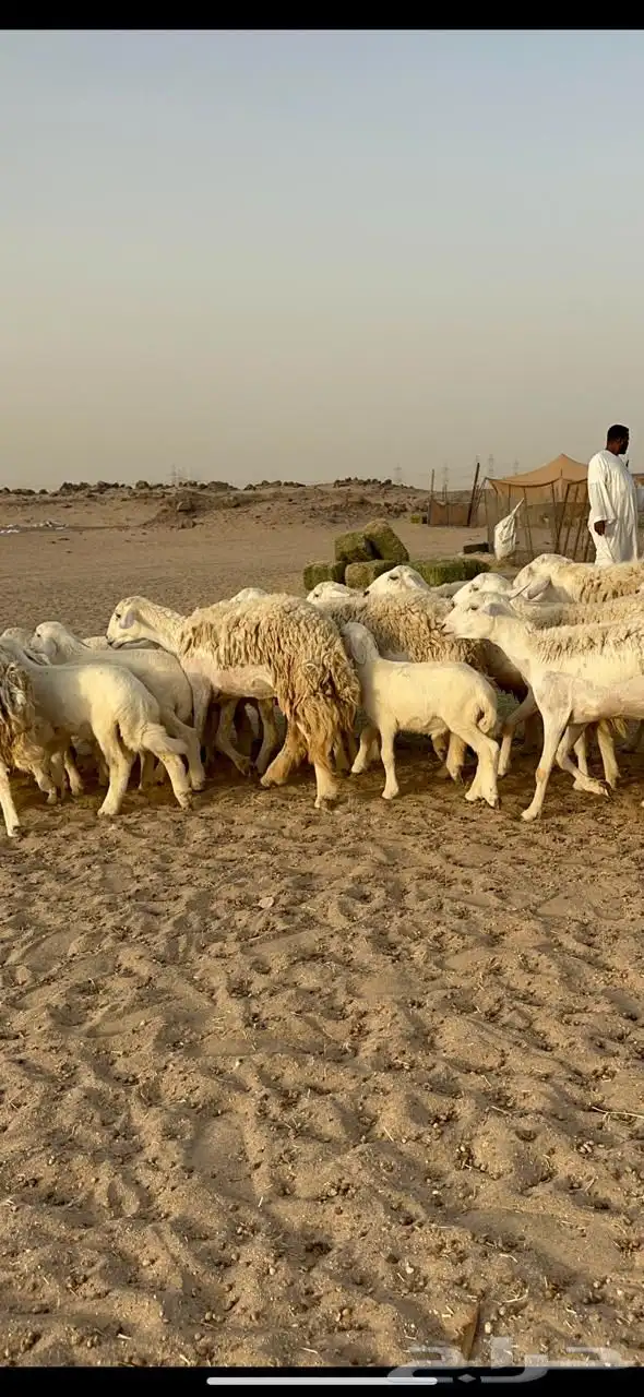 غنم حرية رخال متابيع صنف مايتكرر 20 7