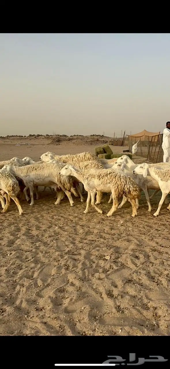 غنم حرية رخال متابيع صنف مايتكرر 20 6