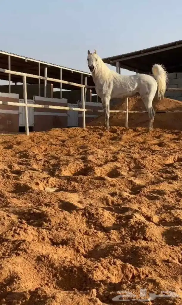 مهر شعبي حصان 3