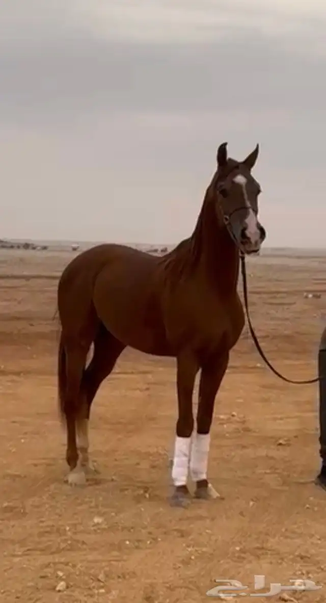 حصان شعبي للبيع 3