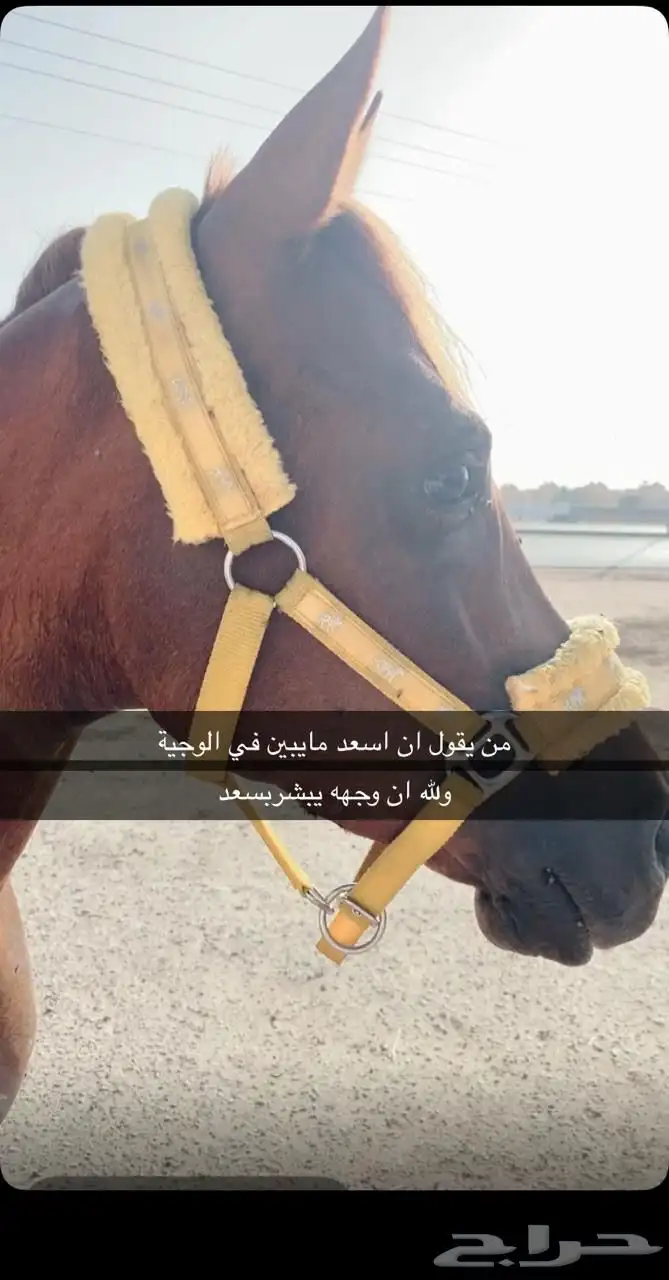 سلام عليكم حصان شعبي كفو للبيع 3
