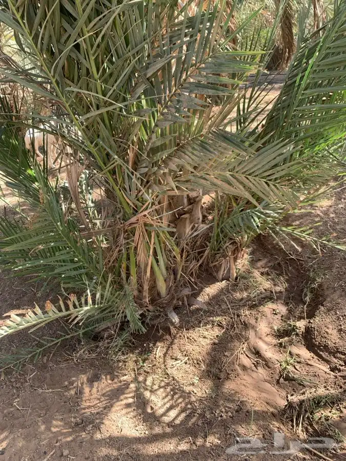 قلايع نخل للبيع 5