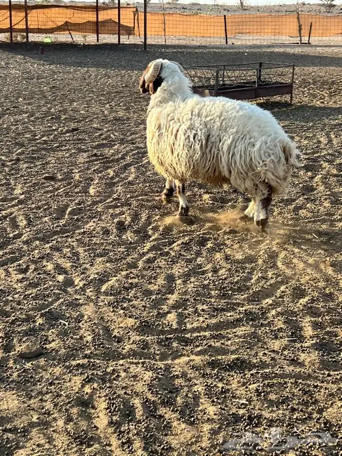 طلي نعيمي فحل مشروط بالطايف. السديره 0