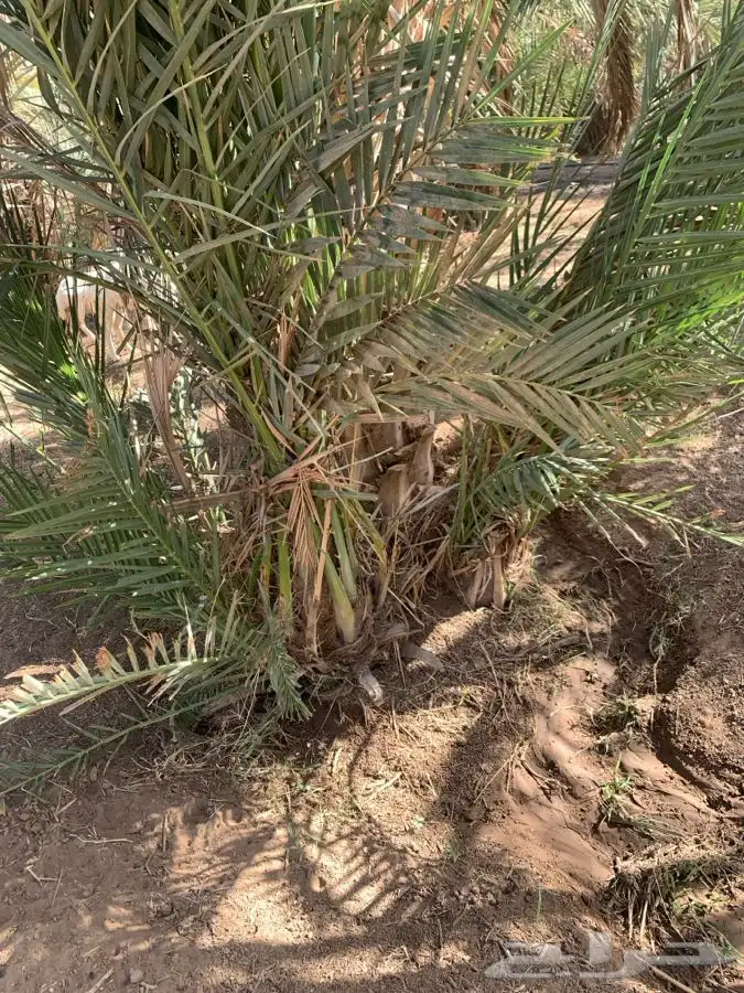 قلايع نخل للبيع 4