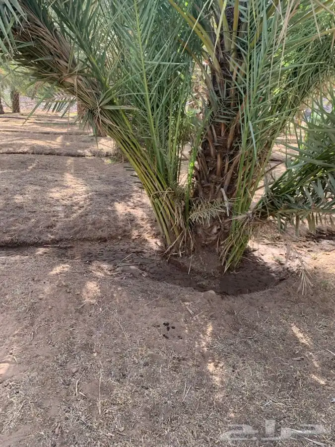 قلايع نخل للبيع 10