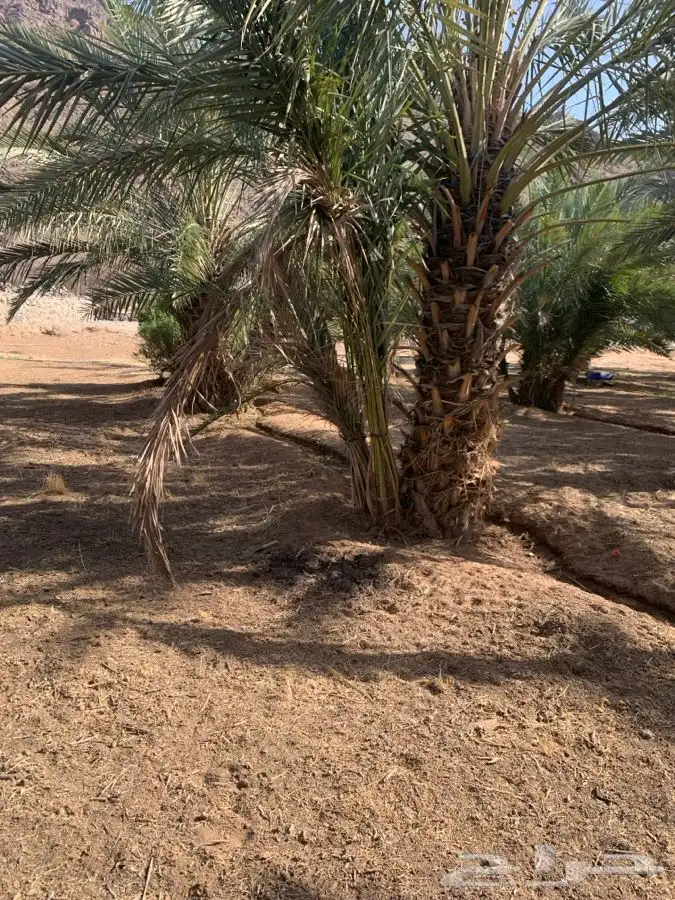 قلايع نخل للبيع 11