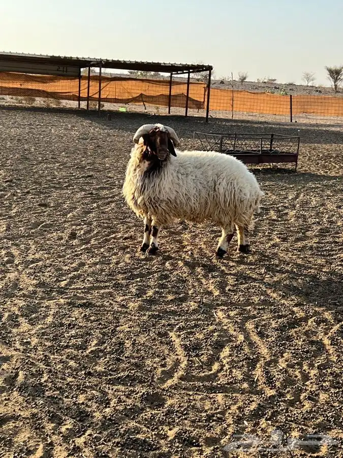طلي نعيمي فحل مشروط بالطايف. السديره 4