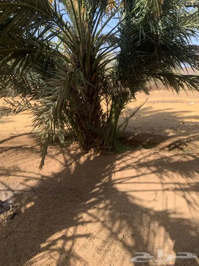 قلايع نخل للبيع 8