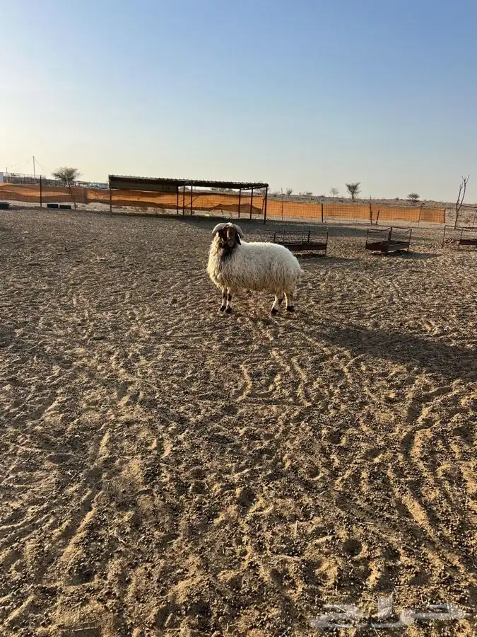 طلي نعيمي فحل مشروط بالطايف. السديره 2