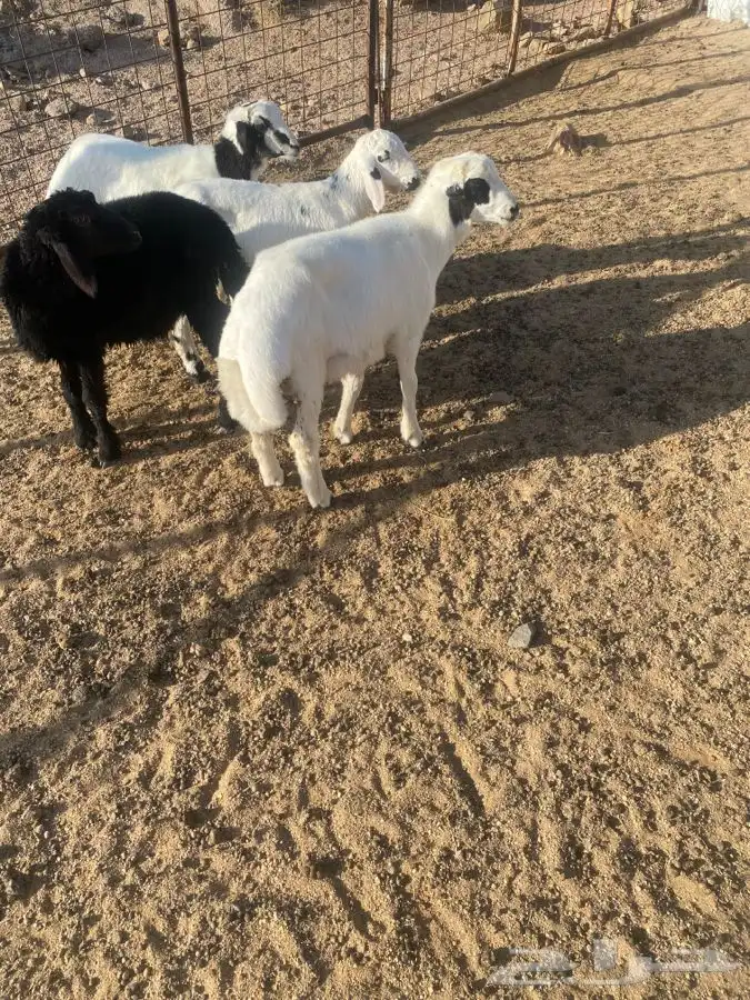 طليان تم البيع 0