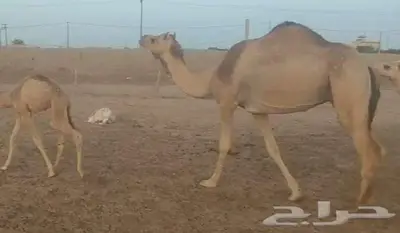 حره هجن معها قعود 5