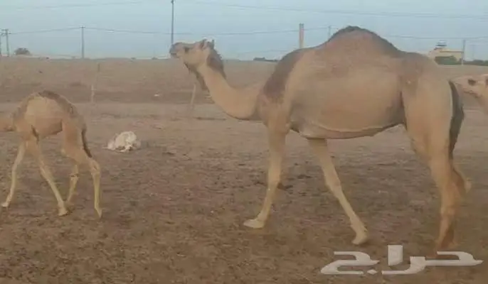 حره هجن معها قعود 5