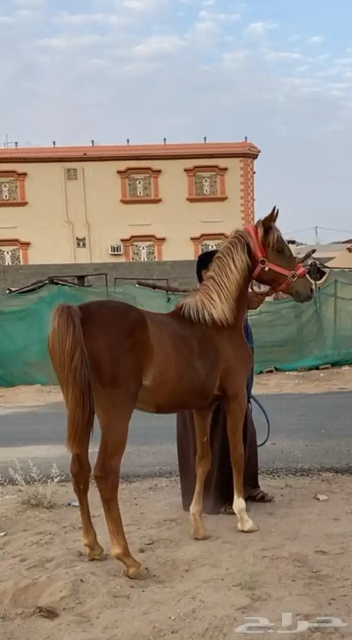 مهر الأب مورسدس 10