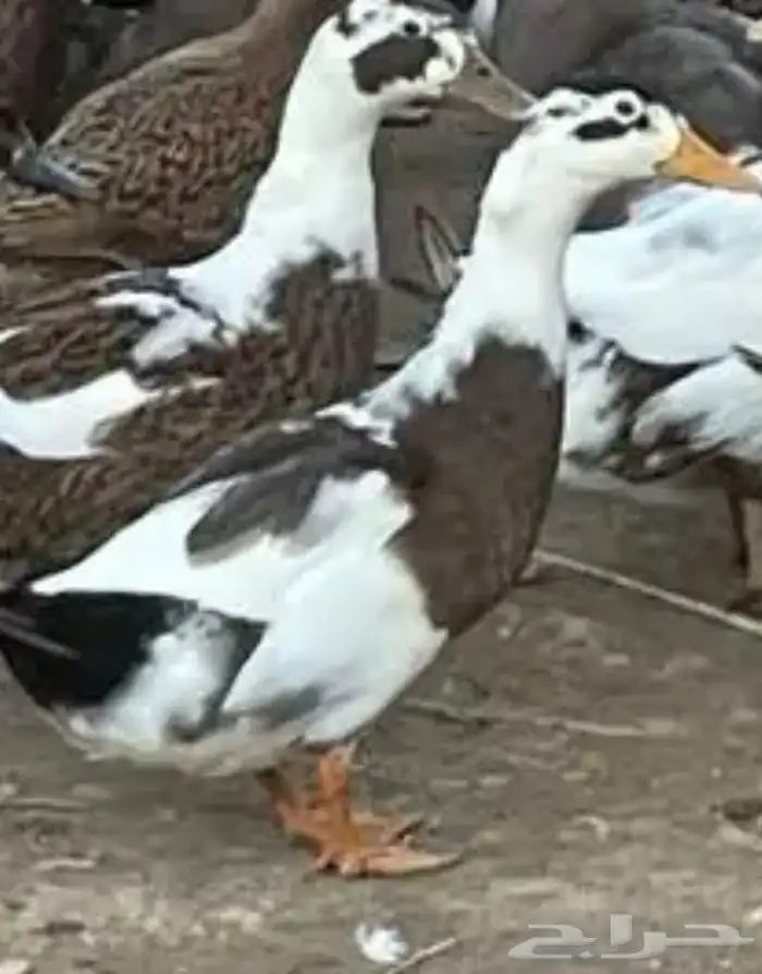 بط شرشري 0
