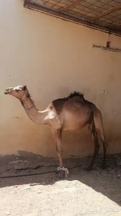 قعود 0