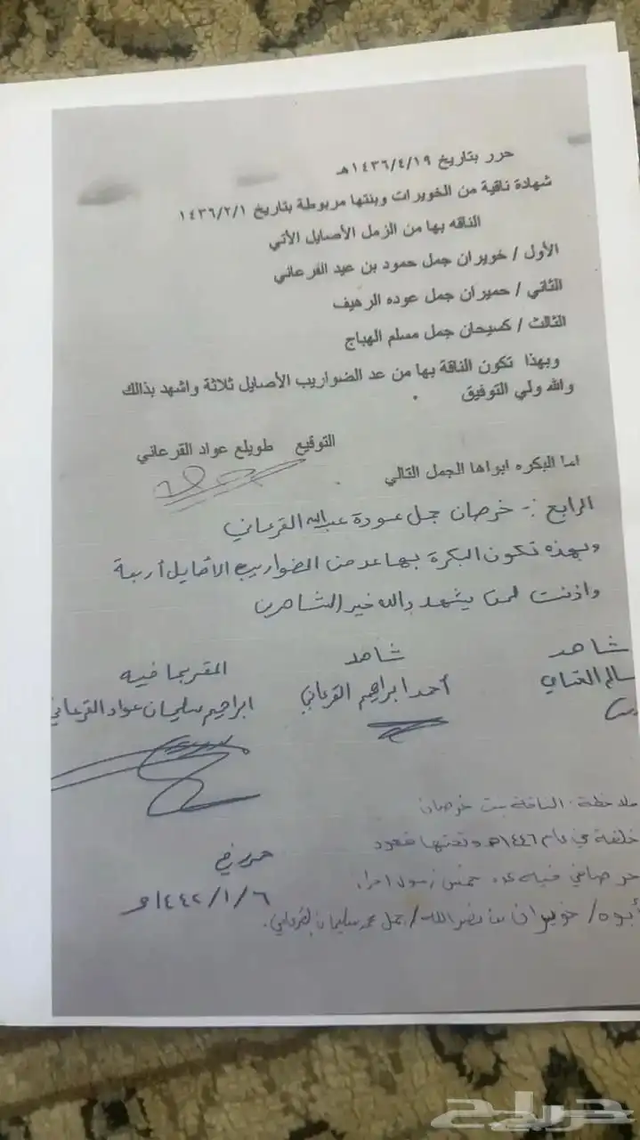 ناقه الخويره حره بشهادتها تحتها قعود 2