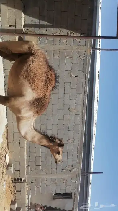 قعود 0