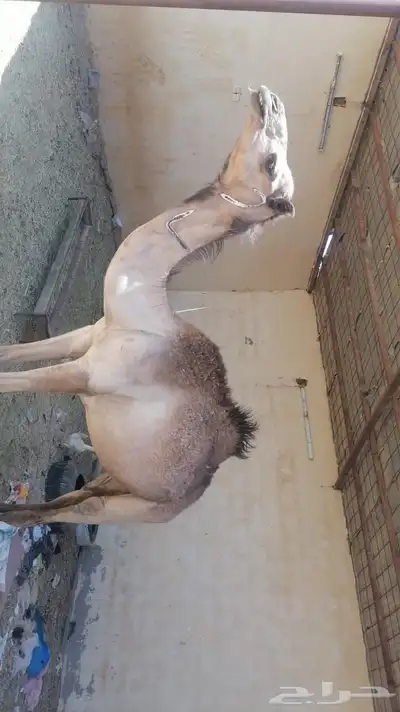 قعود 1