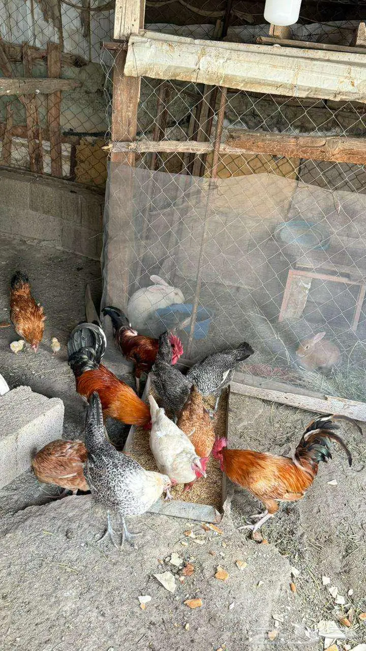 4 ديوك و5 دجاجات بلدي ودجاجه مع 14 صوص 2